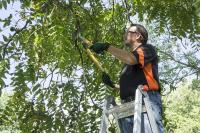 Top Tree Service Harrisonburg image 3